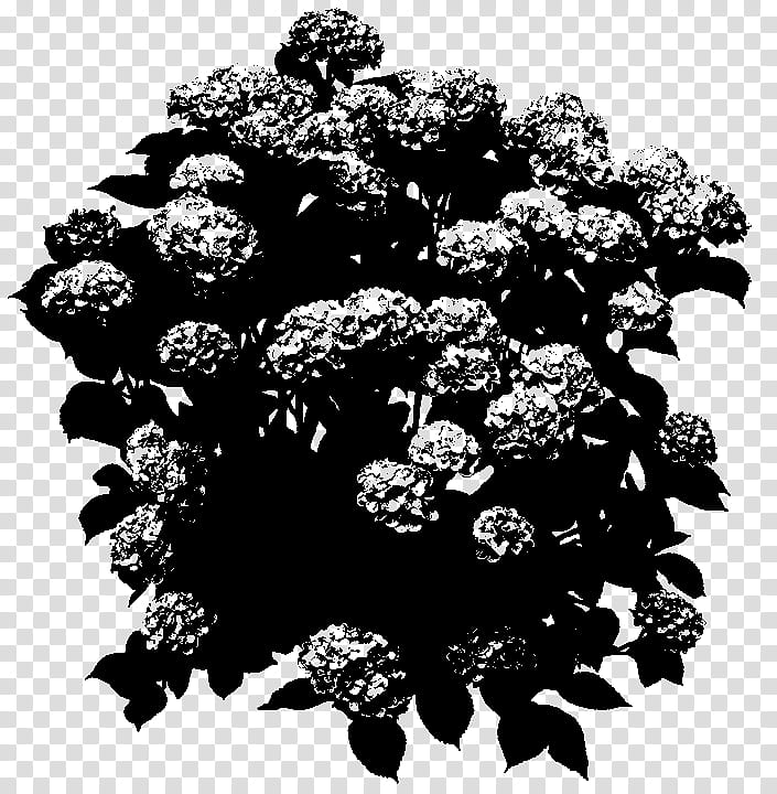 Black And White Flower, Black White M, Blackandwhite, Plant, Tree, Vitis, Style transparent background PNG clipart