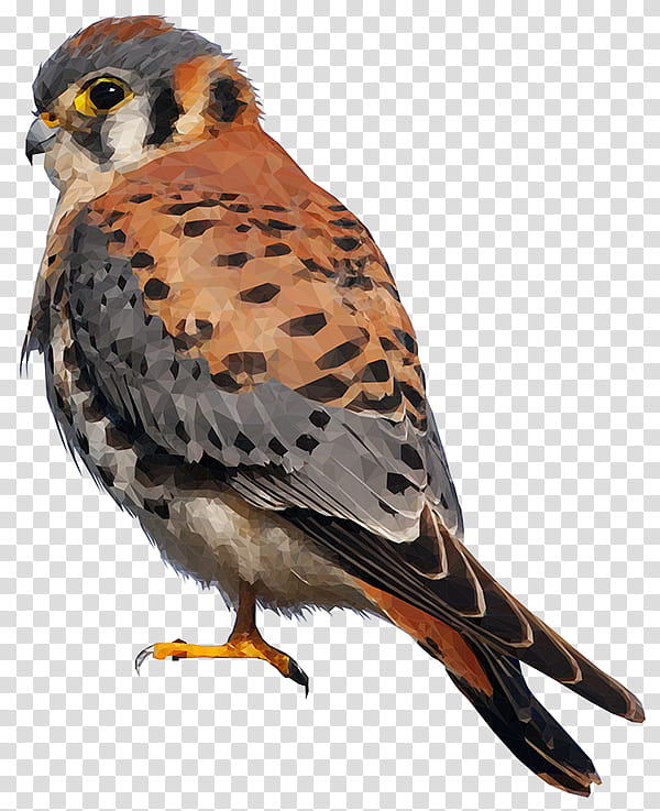 Bird Drawing, American Kestrel, Falcon, Bird Of Prey, Merlin, Hawk, Animal, Falconiformes transparent background PNG clipart
