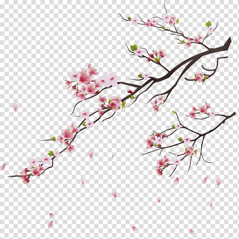 Cherry Blossom Tree Drawing, Watercolor, Paint, Wet Ink, Cherries, Flower, Branch, Pink transparent background PNG clipart