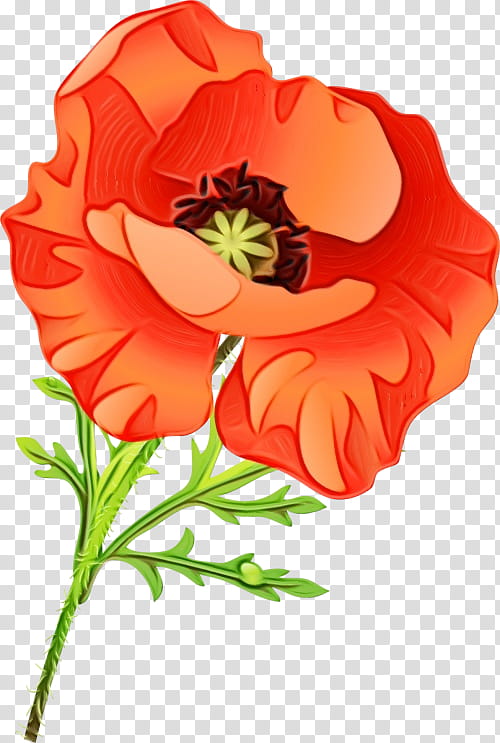 flower flowering plant red petal plant, Watercolor, Paint, Wet Ink, Coquelicot, Corn Poppy transparent background PNG clipart