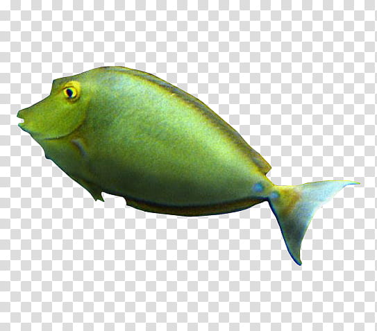 green fish clipart
