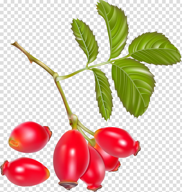 Rose Bush, Rose Hip, Dogrose, Juice, Fruit, Berries, Herb, Food transparent background PNG clipart