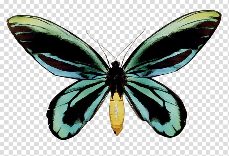 Butterfly, Queen Alexandras Birdwing, Ornithoptera Goliath, Ornithoptera Priamus, Ornithoptera Meridionalis, Ornithoptera Croesus, Trogonoptera, Insect transparent background PNG clipart