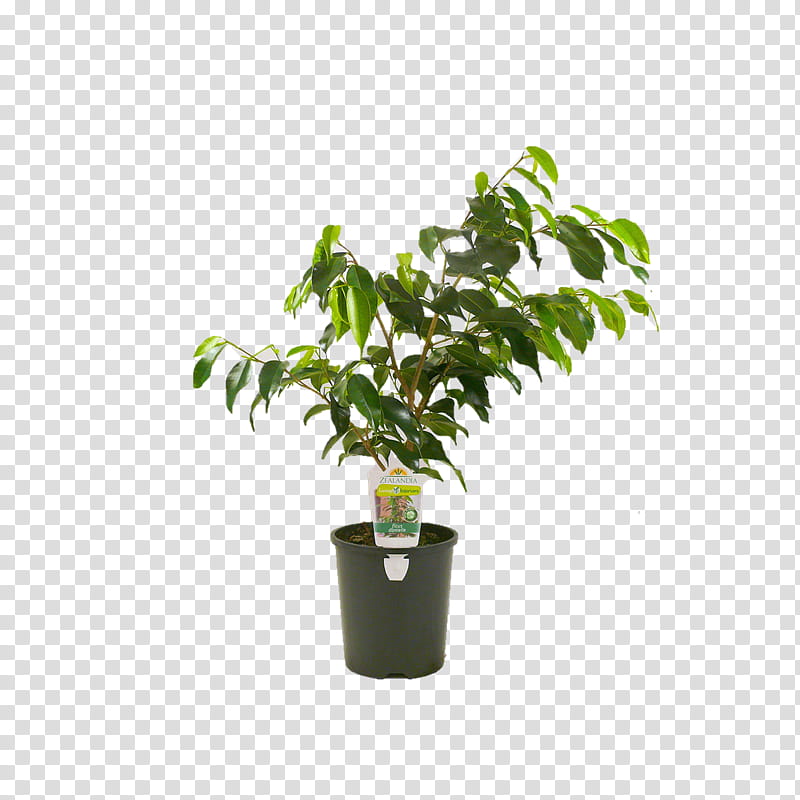 Pot Leaf, Flowerpot, Weeping Fig, Houseplant, Plants, Zamioculcas Zamiifolia, Tree, Bylina transparent background PNG clipart