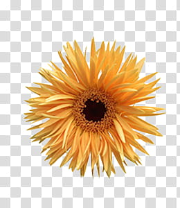 collection, blooming orange Gerbera daisy flower transparent background PNG clipart