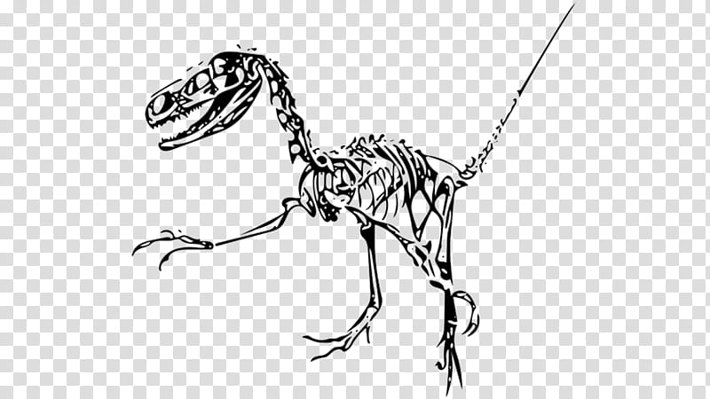 Velociraptor, Oviraptor, Dinosaur, Skipjack Tuna, Fukui, Fukui Prefecture, Black And White
, Skeleton transparent background PNG clipart