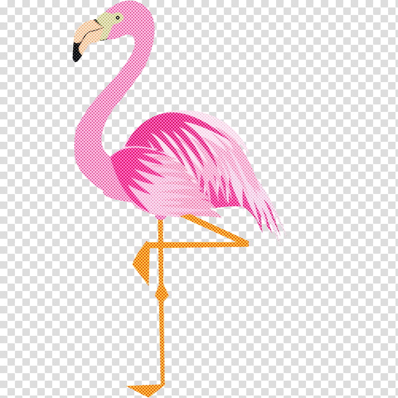 Flamingo, Bird, Greater Flamingo, Pink, Water Bird, Beak, Feather, Magenta transparent background PNG clipart