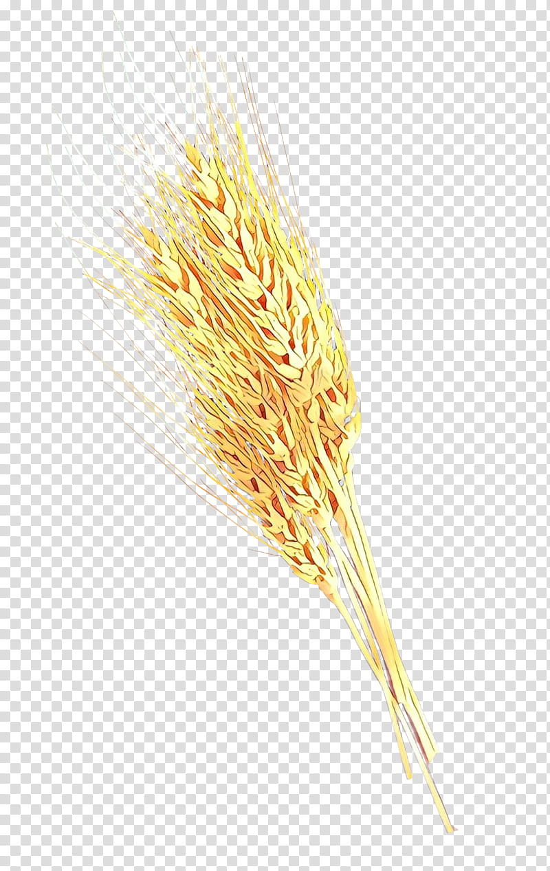 Wheat, Emmer, Cereal, Einkorn Wheat, Cereal Germ, Whole Grain, Semolina, Barleys transparent background PNG clipart