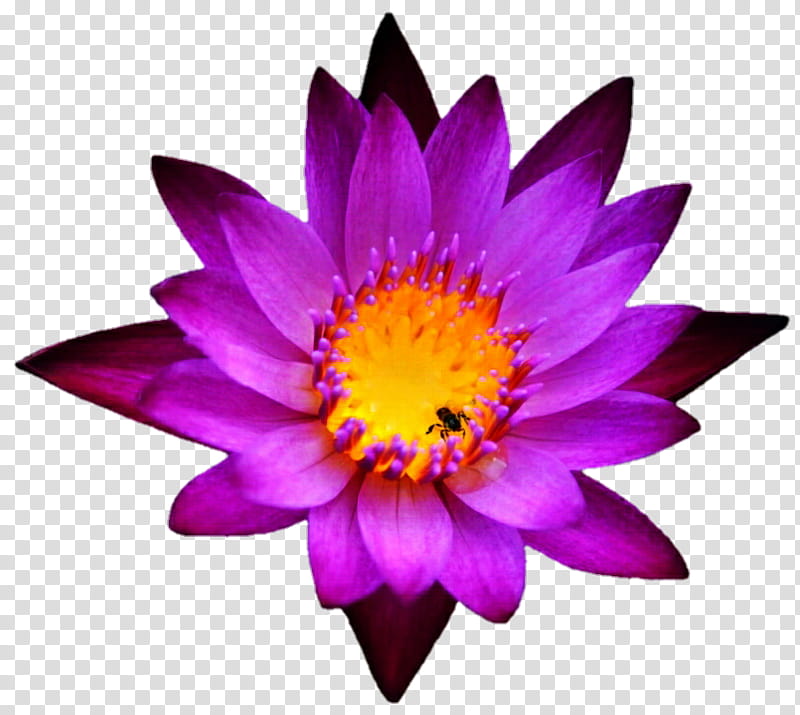 Dark Pink Lotus transparent background PNG clipart