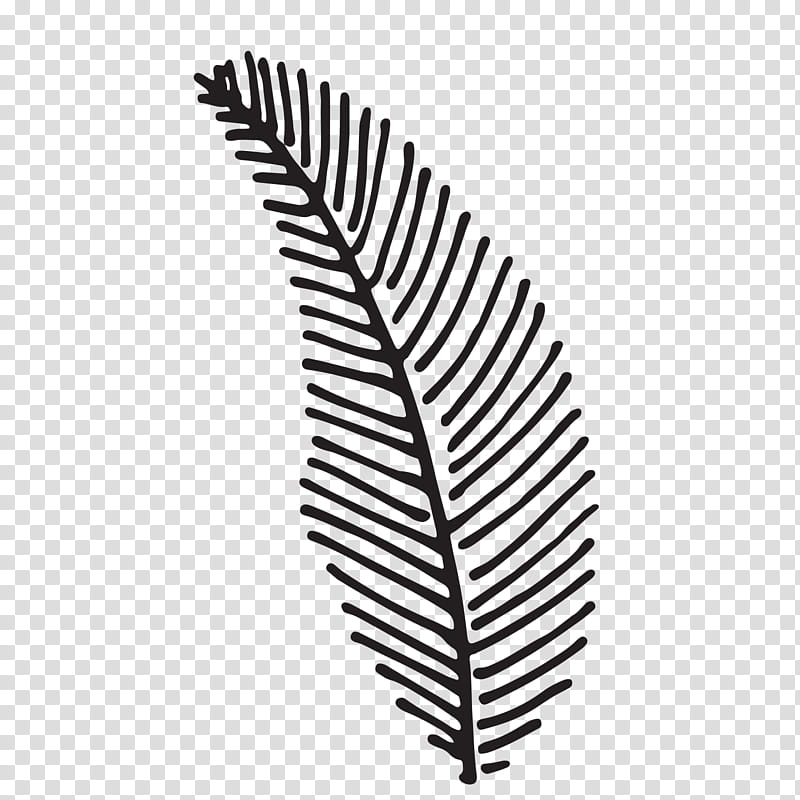 Fern, Leaf, Vascular Plant, Line, Blackandwhite, Feather, Tree transparent background PNG clipart