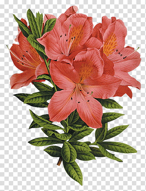 flores vintage, red Rhododendron flowers in bloom transparent background PNG clipart
