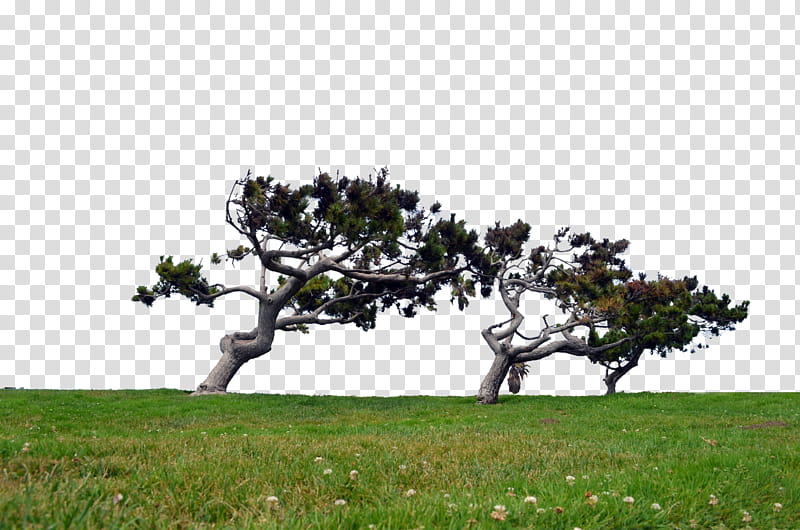 WindSwept Tree on Hill  transparent background PNG clipart
