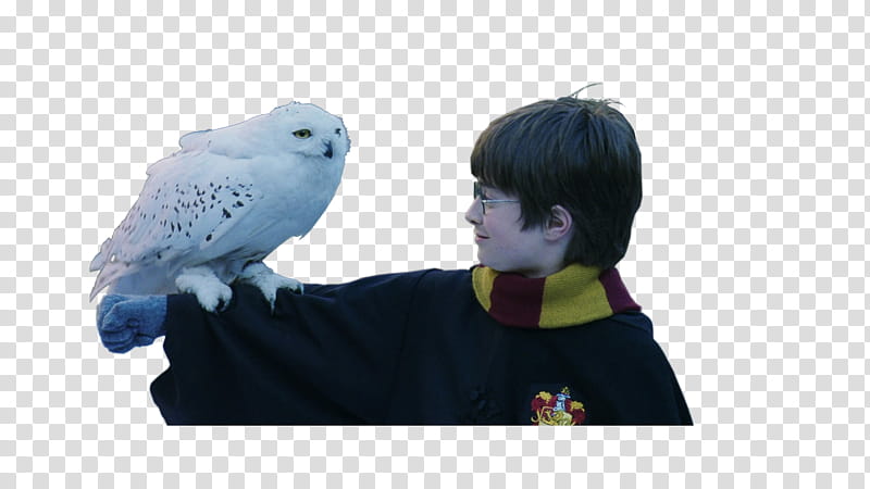 Harry Potter  xp, white owl perched on Harry Potter's arm transparent background PNG clipart
