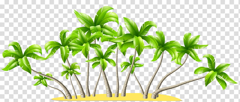 Tropical , coconut tree illustration transparent background PNG clipart