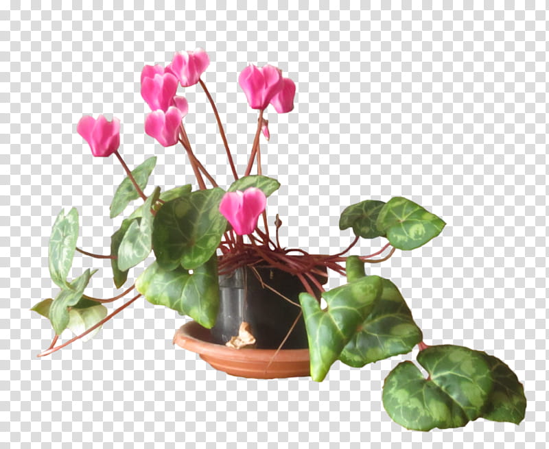 Floral, Cyclamen, Artist, Magenta, Houseplant, Floral Design, Flowerpot, Plant Stem transparent background PNG clipart