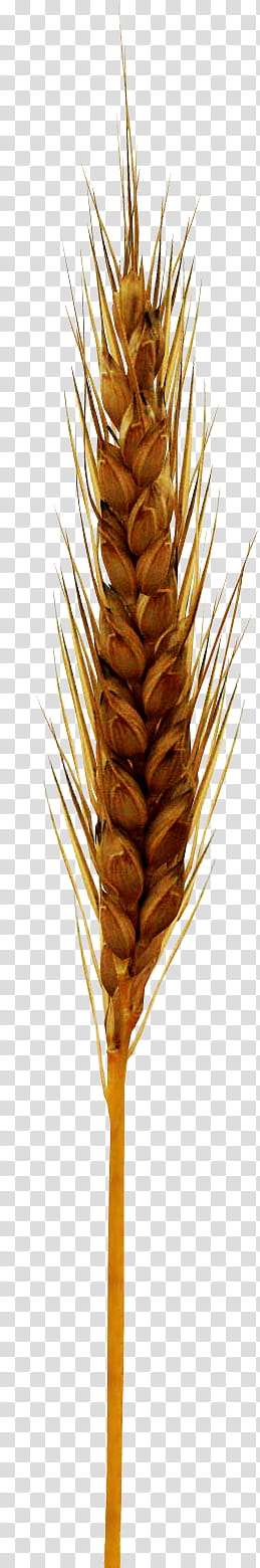 tare, wheat crop transparent background PNG clipart