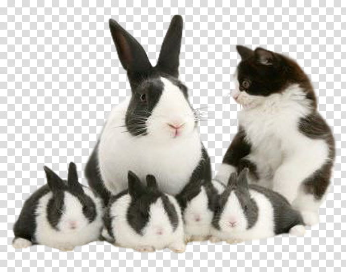 rabbits, white and black rabbits transparent background PNG clipart