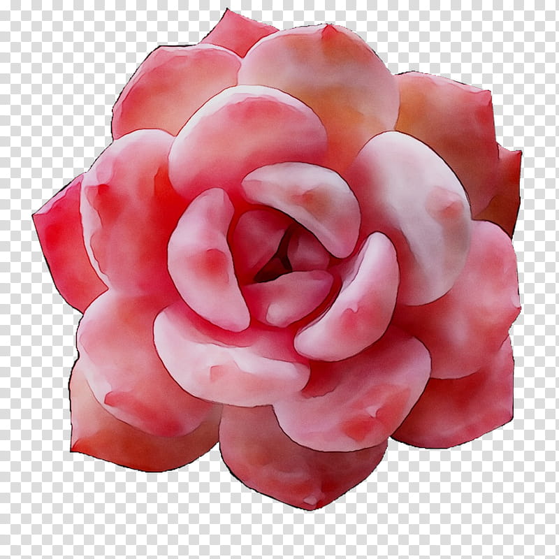 Pink Flower, Garden Roses, Petal, Plant, Echeveria, Japanese Camellia, Hybrid Tea Rose, Artificial Flower transparent background PNG clipart