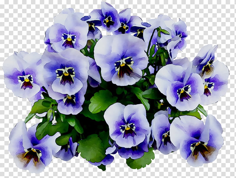 Blossom, Pansy, Flower, Flower Garden, Violet, Wild Pansy, Violaceae, Plant transparent background PNG clipart