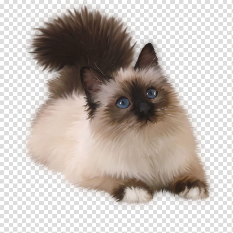 Dog And Cat, Kitten, Siamese Cat, Balinese Cat, Birman, Ragdoll, Whiskers, Domestic Longhaired Cat transparent background PNG clipart