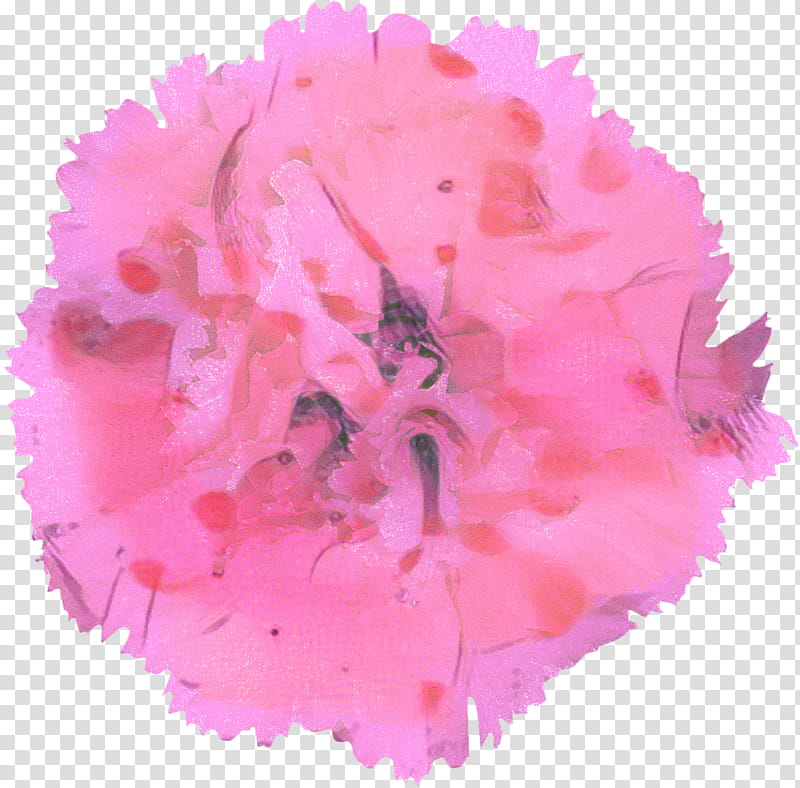 Pink Flower, Petal, Carnation, Floral Design, Cut Flowers, Color, Plant, Dianthus transparent background PNG clipart