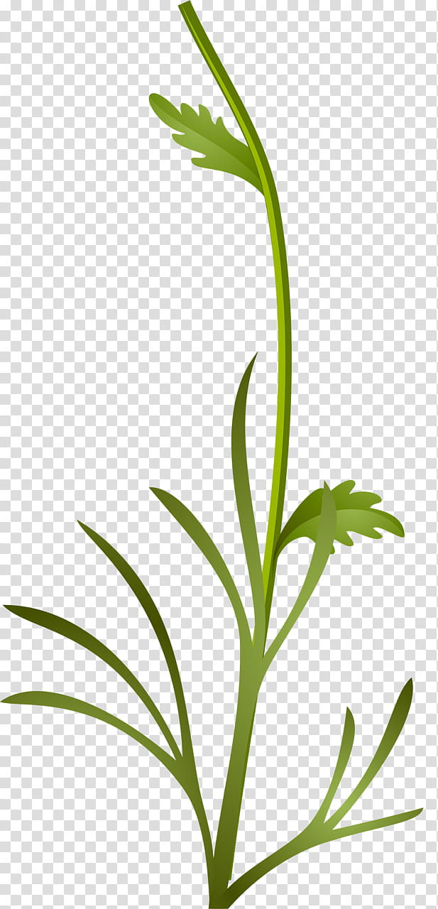 Grass, Sweet Grass, Plant Stem, Leaf, Herbaceous Plant, Plants, Flower, Candyleaf transparent background PNG clipart