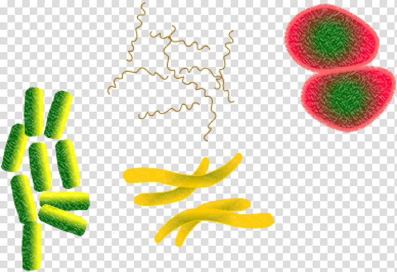 Bacteria, Infection, Virus, Microorganism, Germ Theory Of Disease, Pathogen, Health, Hand transparent background PNG clipart