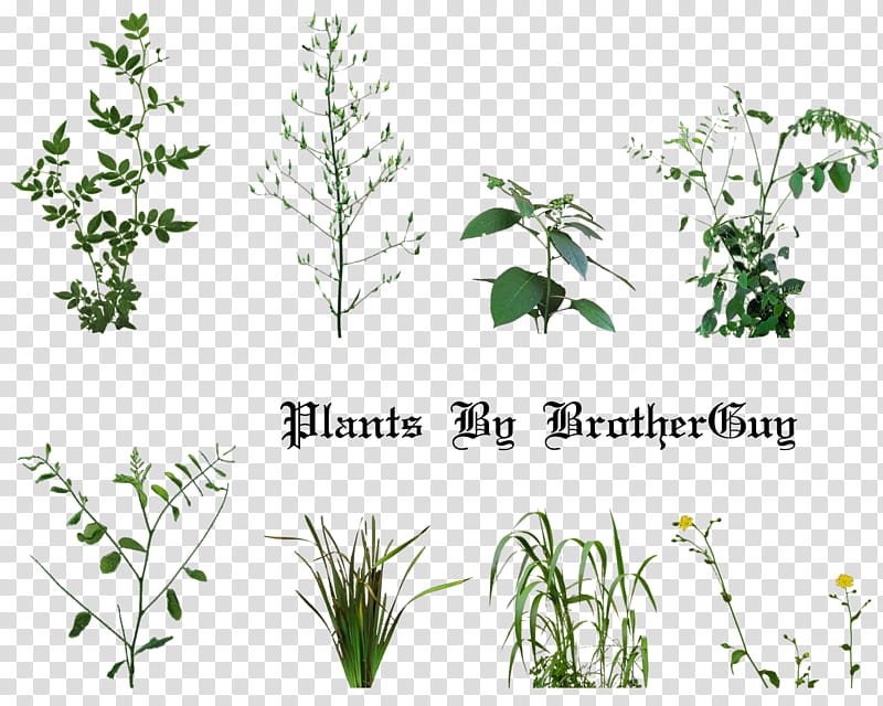 Some plants transparent background PNG clipart