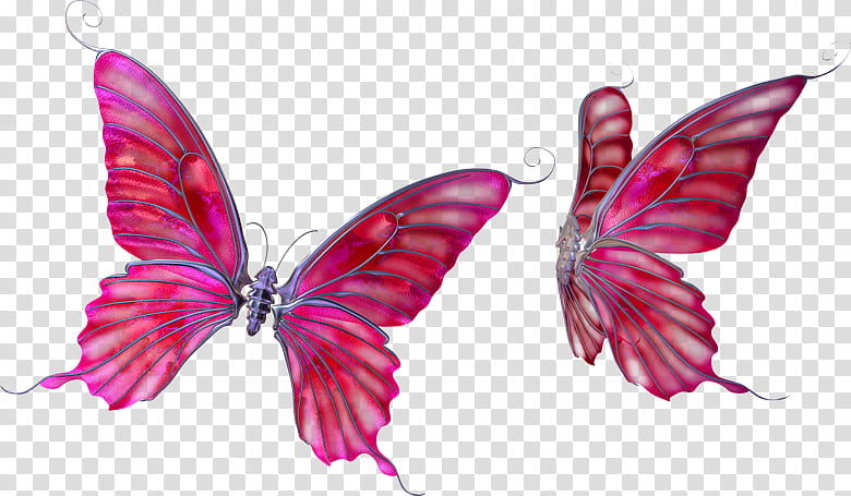 Butterfly Design, Drawing, Lepidoptera, Pink, Insect, Moths And Butterflies, Magenta, Pollinator transparent background PNG clipart