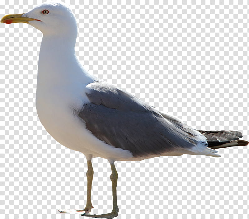 Bird, Great Blackbacked Gull, European Herring Gull, Gulls, Animal, Shorebirds, Drawing, Cartoon transparent background PNG clipart
