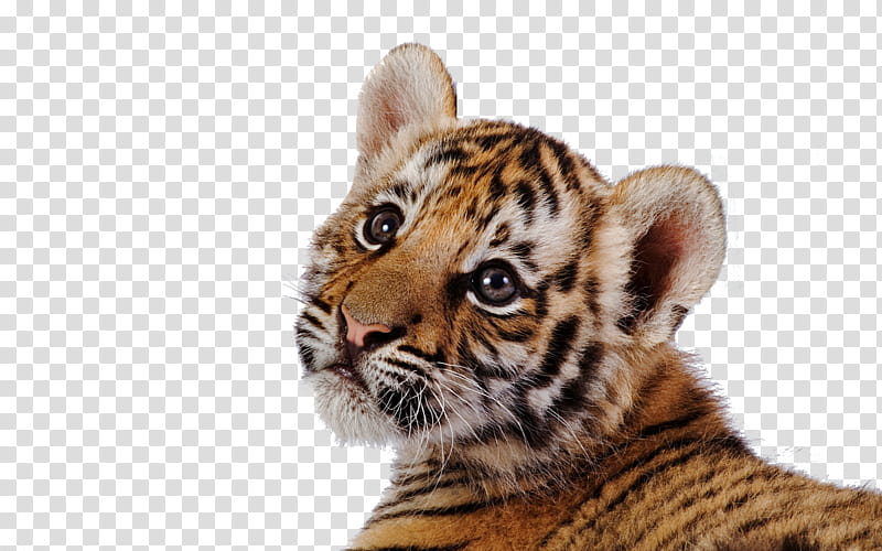 Tiger, tiger cub transparent background PNG clipart