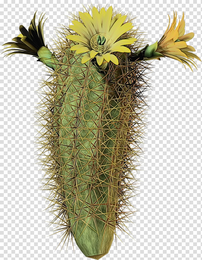 Cactus, Watercolor, Paint, Wet Ink, Flower, Plant, Terrestrial Plant, Acanthocereus Tetragonus transparent background PNG clipart