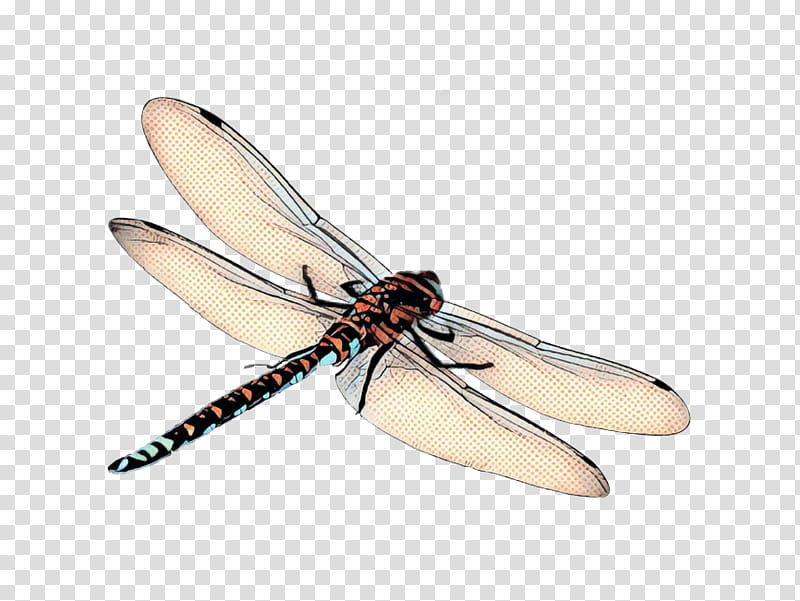 Wings, Insect Wing, Dragonfly Wings, Widow Skimmer, Skimmers, Pterygota, Dragonflies And Damseflies, Netwinged Insects transparent background PNG clipart