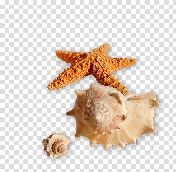 Starfish, Seashell, Clam, Seashell Resonance, Conch, Mussel, Veined Rapa Whelk transparent background PNG clipart