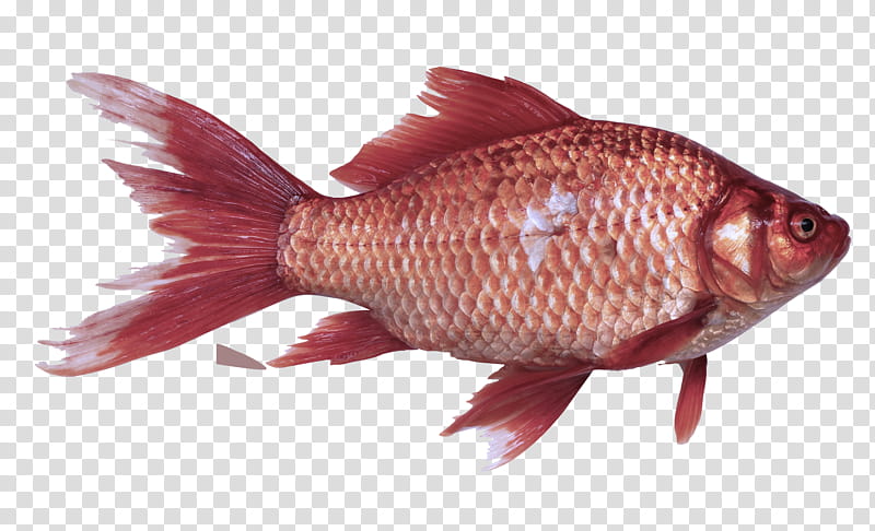 fish fish pink snapper tail, Tilapia, Red Seabream, Bonyfish transparent background PNG clipart