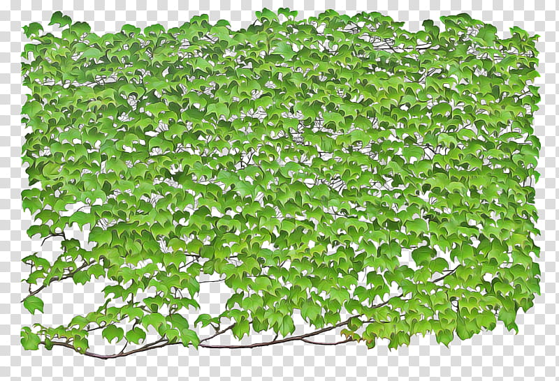 Green Grass, Vine, Wall, Plants, Tree, Green Wall, Devils Ivy, Common Ivy transparent background PNG clipart
