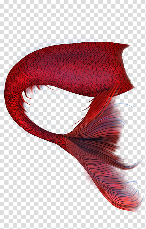 Colas de sirena transparent background PNG clipart