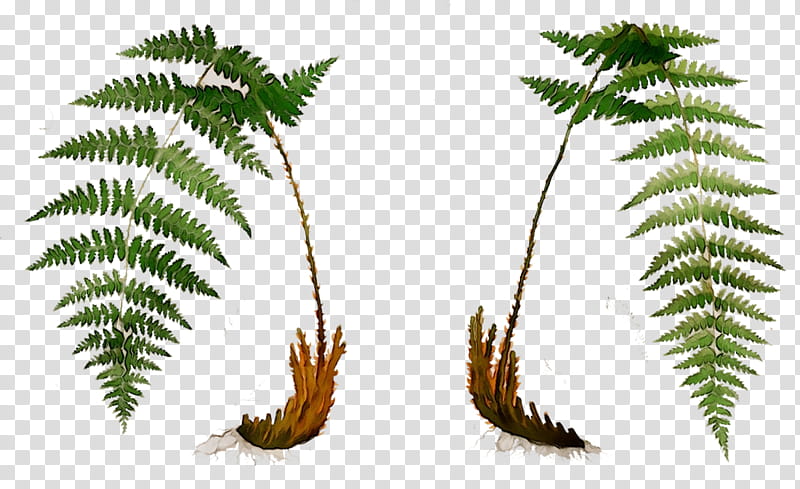 Palm Tree, Palm Trees, Fern, Leaf, Plant Stem, Terrestrial Plant, Plants, Vegetation transparent background PNG clipart