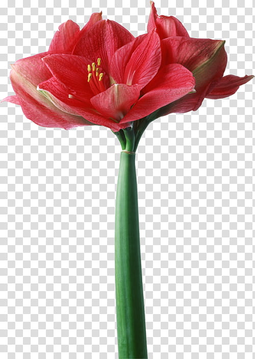 Pink Flower, Lesson 2, Silly, Rescue, Music, Musical Composition, What Can I Do, Amaryllis transparent background PNG clipart
