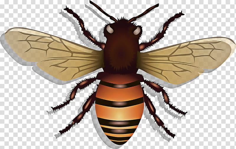 Cartoon Bee, Western Honey Bee, Bumblebee, Beehive, Insect, Queen Bee, Wasp, Honeycomb transparent background PNG clipart