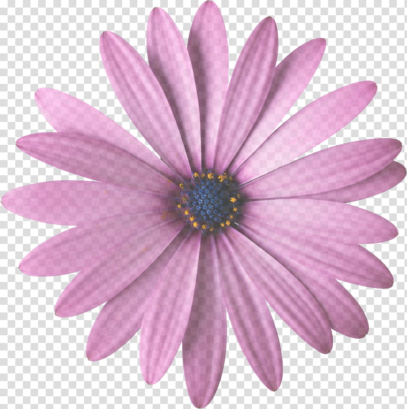 Lavender, Petal, African Daisy, Pink, Barberton Daisy, Flower, Purple, Gerbera transparent background PNG clipart