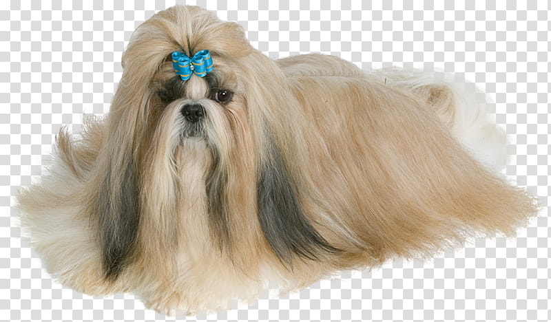 Havanese pekingese best sale