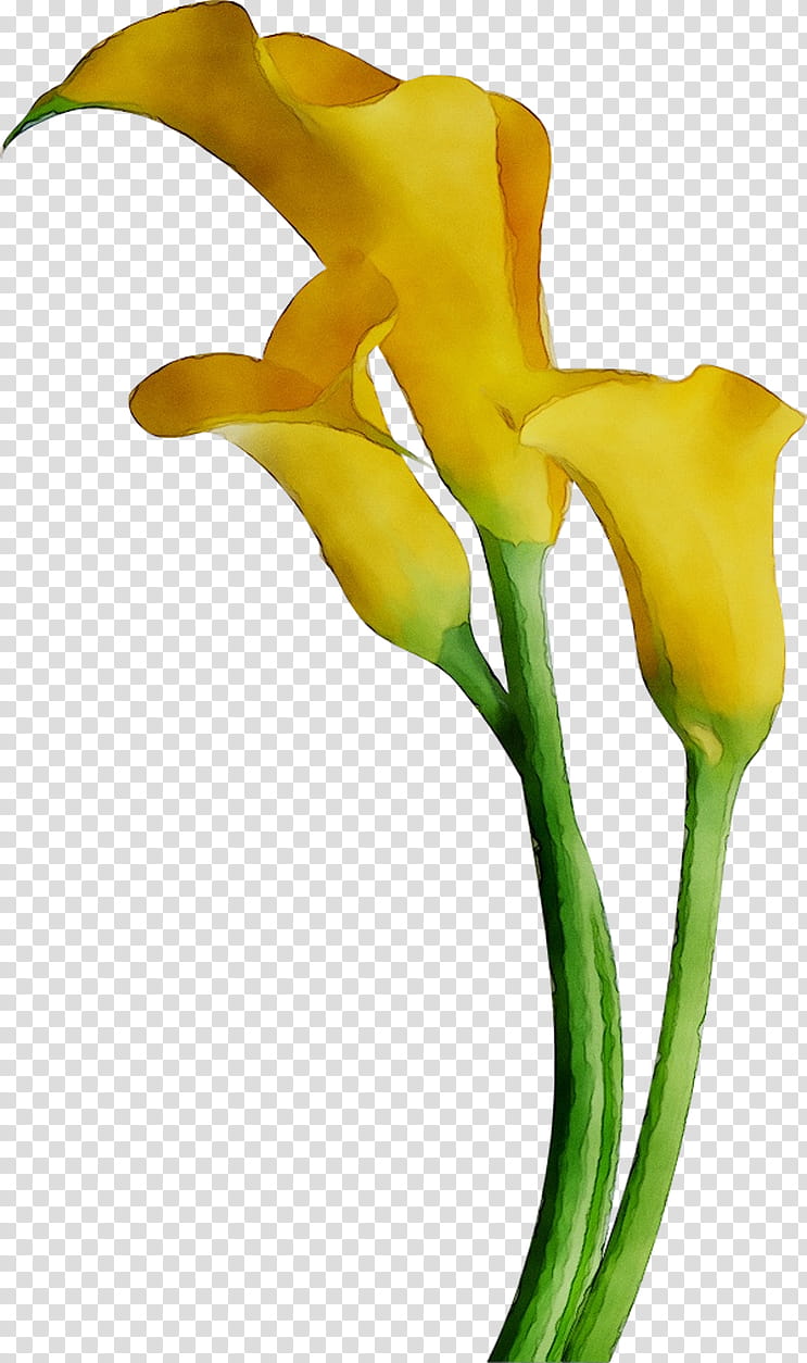 White Lily Flower, Bog Arum, Arum Lilies, Cut Flowers, Yellow, Arumlily, Plants, Closeup transparent background PNG clipart