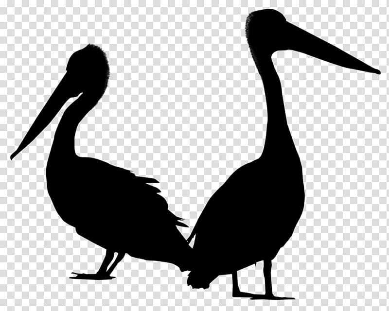 Bird Silhouette, Pelican, Goose, Swans, Ducks, Black White M, Water Bird, Beak transparent background PNG clipart