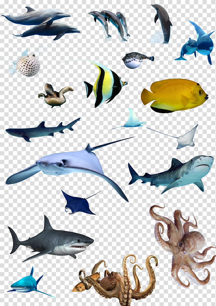 Coral Reef, Biology, Fish, Ocean, Sea, Fin, Coral Reef Fish, Animal Figure transparent background PNG clipart