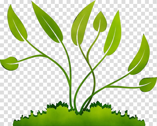 Pot Leaf, Transportation, Plants, Flowering Pot Plants, Plant Stem, Plant Development, Shrub, Green transparent background PNG clipart