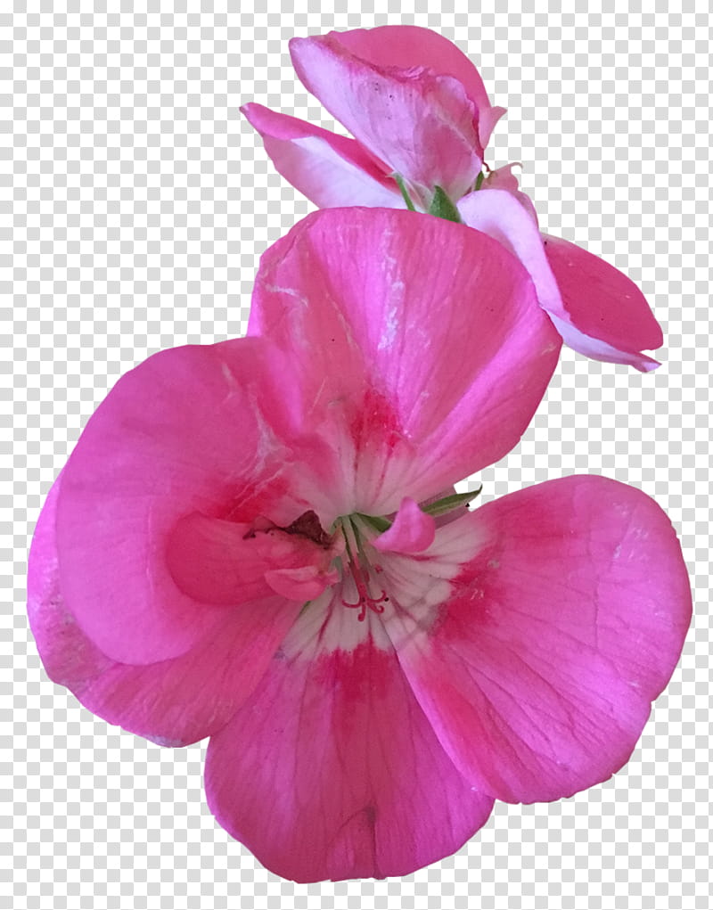 Flowers, pink Geranium flower in bloom transparent background PNG clipart