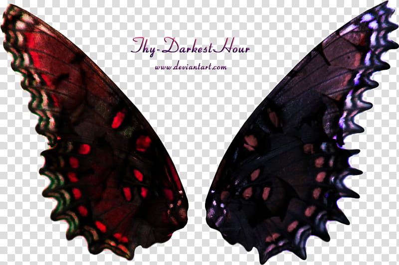 Fairy Wings, red and purple butterfly wings with Thy Darkest Hour quote transparent background PNG clipart