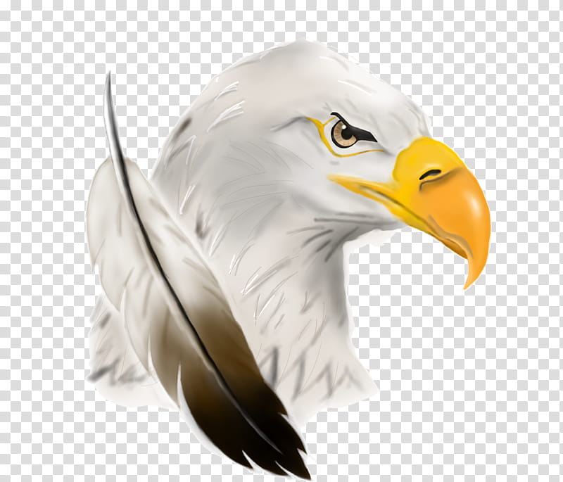 Eagle Bird, Bald Eagle, United States Of America, Animal, Violence, Society, Culture, Beak transparent background PNG clipart