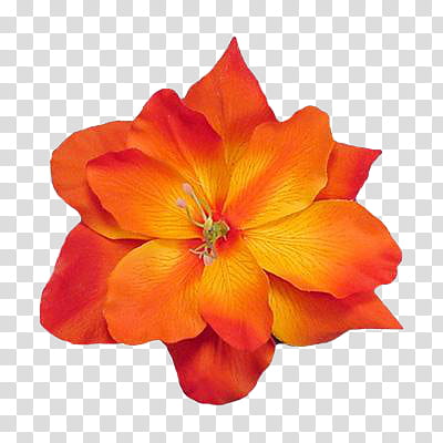Summer s, yellow and orange flower in bloom illustration transparent background PNG clipart
